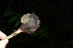 Dracontium polyphyllum