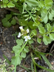 Cardamine