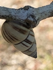 Drymaeus multilineatus