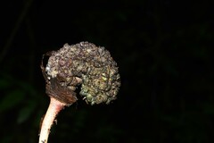 Dracontium polyphyllum