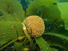 Phlyctenactis tuberculosa