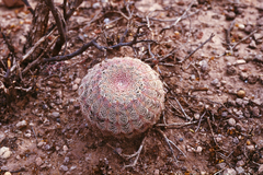 Echinocereus pectinatus pectinatus