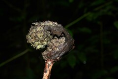 Dracontium polyphyllum