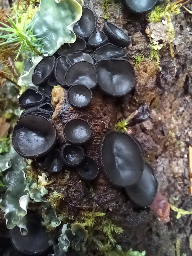 Pseudoplectania africana