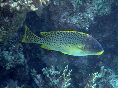 Plectorhinchus gaterinus