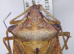 Pentatoma semiannulata