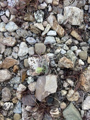 Chaenactis fremontii