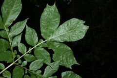 Dracontium polyphyllum