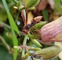 Polistes cavapytiformis