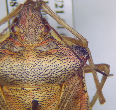 Pentatoma semiannulata