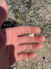 Chaenactis fremontii