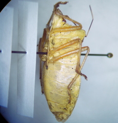Pentatoma semiannulata