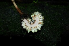 Dracontium polyphyllum