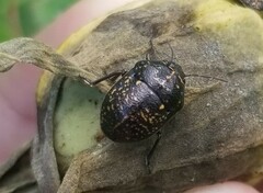 Orsilochides guttata