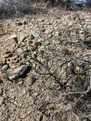 Chaenactis fremontii