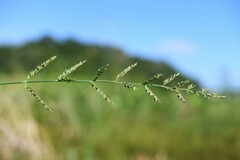 Echinochloa polystachya