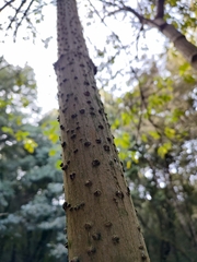 Sambucus palmensis image