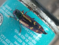 Buprestis rufipes