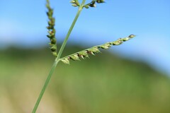 Echinochloa polystachya