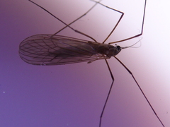 Trichocera major