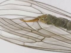 Trichocera major