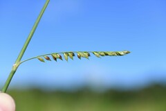 Echinochloa polystachya