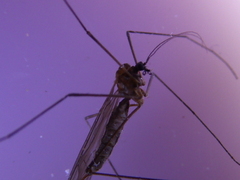 Trichocera major