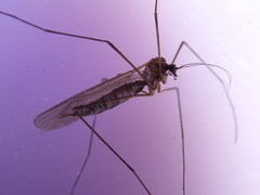 Trichocera major