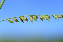 Echinochloa polystachya