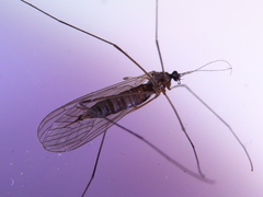 Trichocera major