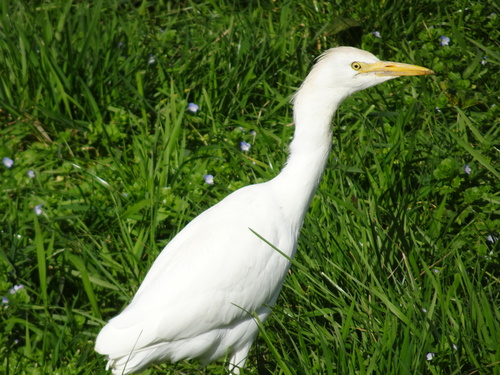 Garcilla bueyera (Bubulcus ibis)