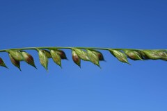 Echinochloa polystachya