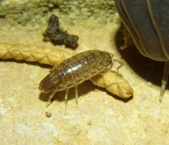 Chaetophiloscia elongata