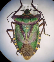 Pentatoma metallifera