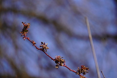 Rose rosette emaravirus