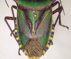 Pentatoma metallifera