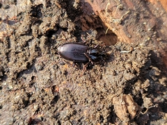 Platynina