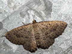 Chrysolarentia microcyma