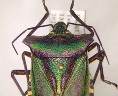 Pentatoma metallifera