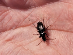 Platynina