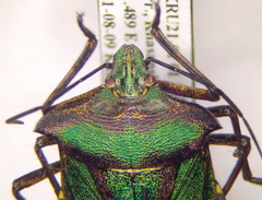 Pentatoma metallifera