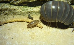 Chaetophiloscia elongata