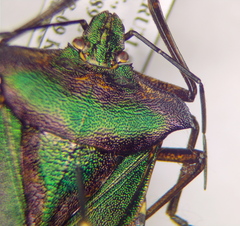 Pentatoma metallifera