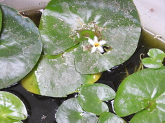Nymphoides