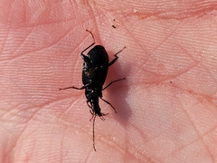 Platynina