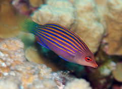 Pseudocheilinus hexataenia