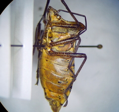 Pentatoma metallifera