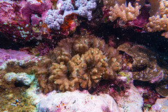 Heterodactyla hemprichi