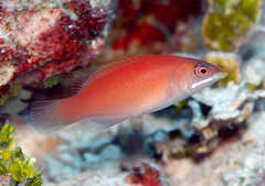 Pseudocheilinus evanidus