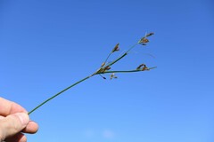 Fimbristylis dichotoma dichotoma